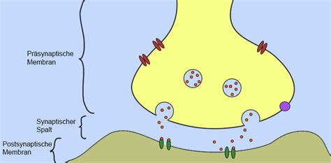 synapse einfach erklärt.